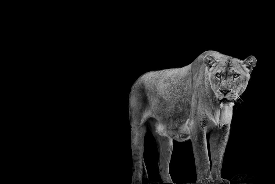 Animal Photograph - Fortitude mono by Paul Neville