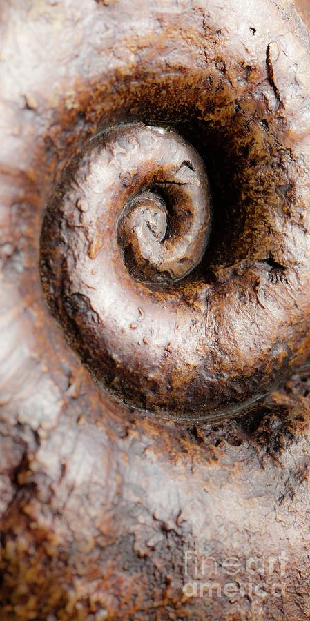 Fossil Ammonite Photograph By Natural History Museum, London/science ...