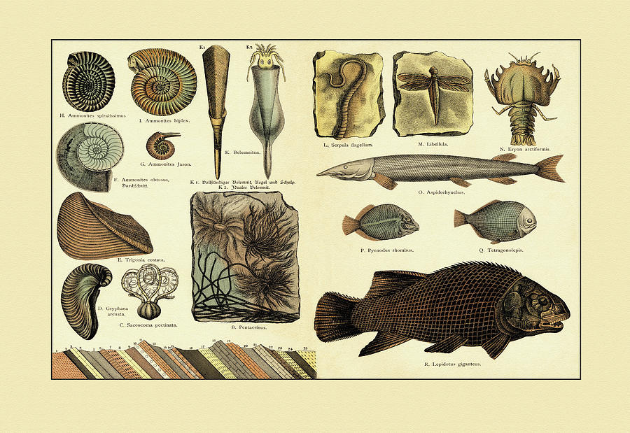 https://images.fineartamerica.com/images/artworkimages/mediumlarge/2/1-fossil-ferns-and-fish-gotthilf-heinrich-von-schubert.jpg