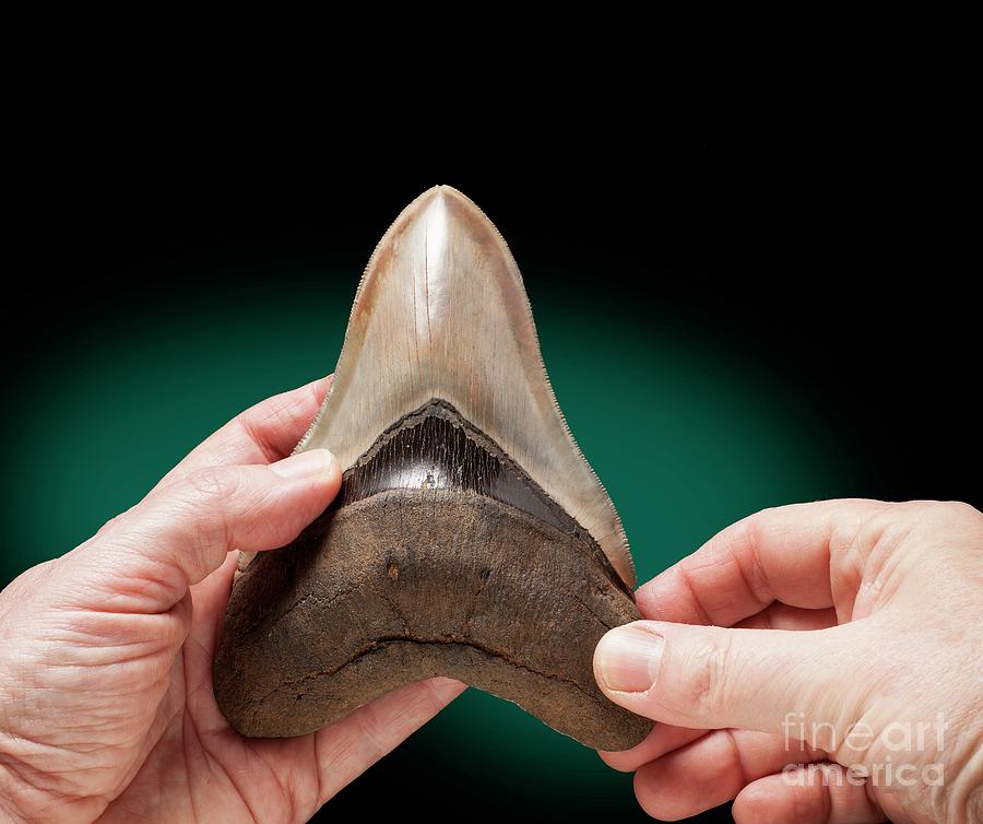 Prehistoric Photograph - Fossil Shark Tooth #1 by Natural History Museum, London/science Photo Library