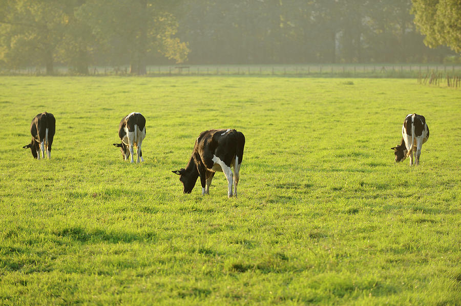 Four Holstein Cows In A Meadow #1 Photograph by Vliet