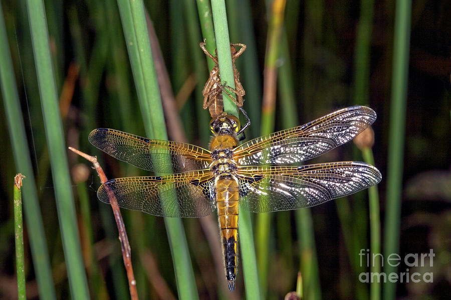 Four Spotted Chaser Dragonfly Photograph By Dr Keith Wheeler Science Photo Library Pixels