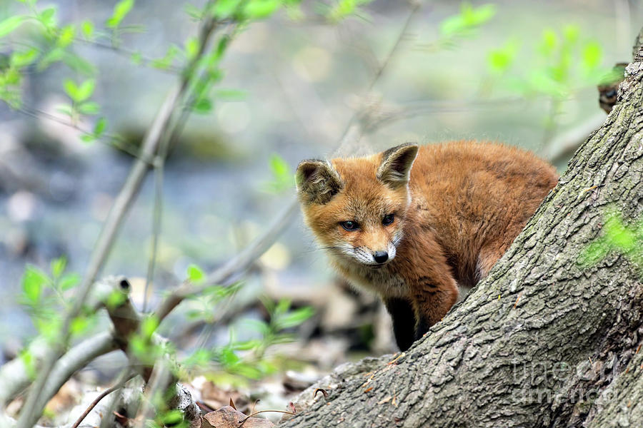 Fox cub exploring Photograph by Sam Rino