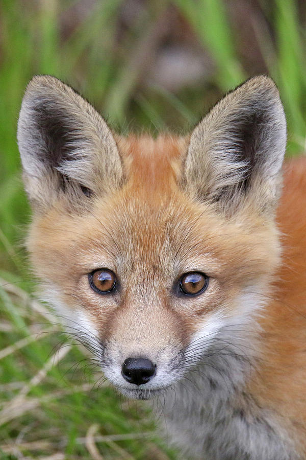Fox Kit Portrait #1 Photograph by Brook Burling