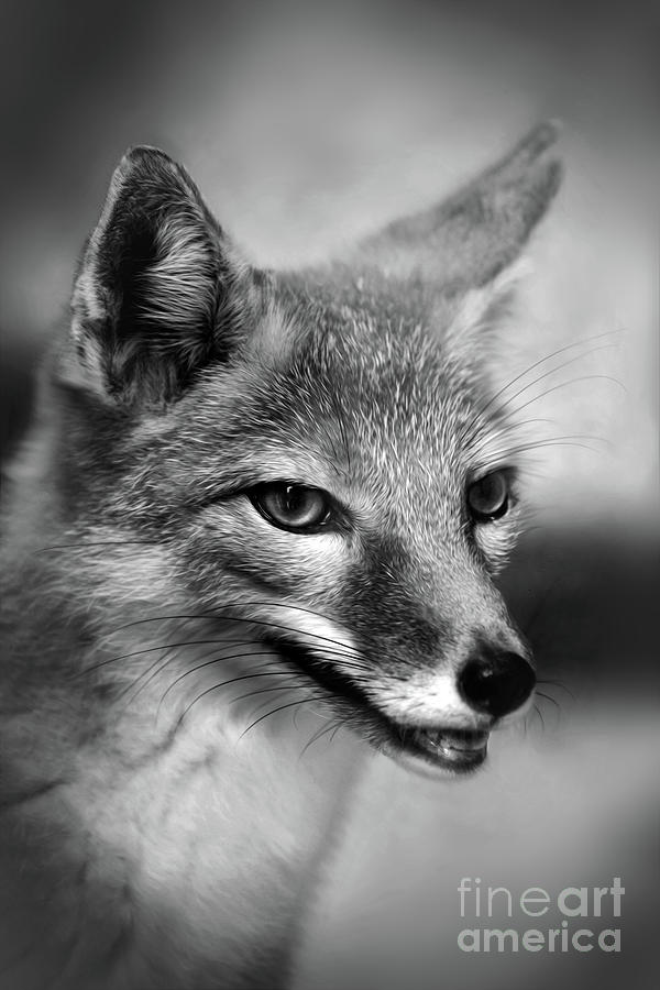 FOX #3 Photograph by Savannah Gibbs