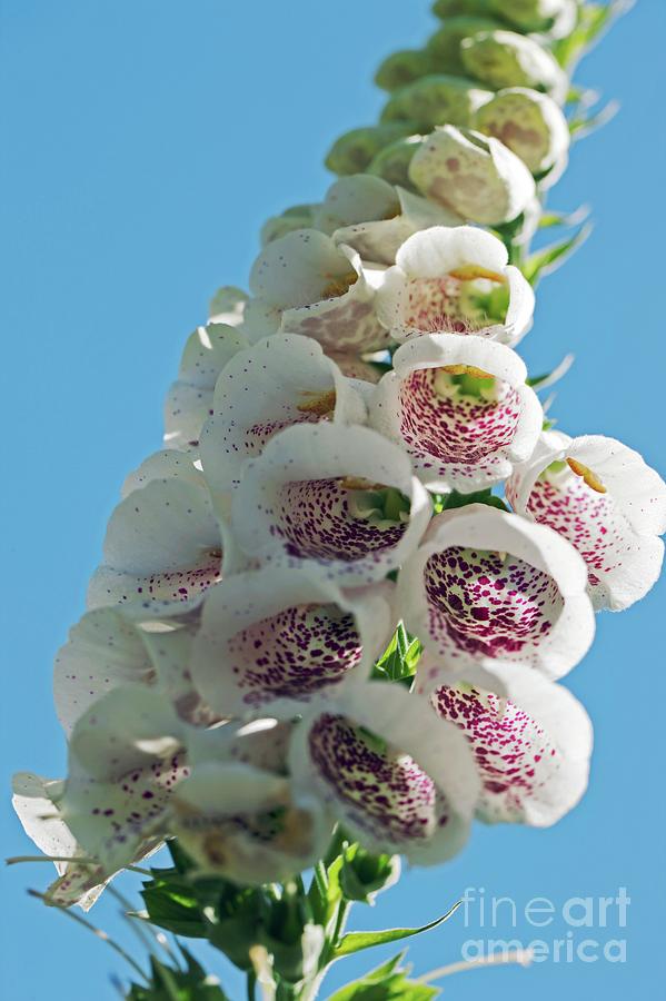 Foxglove (digitalis Sp.) #1 Photograph by Dr Keith Wheeler/science Photo Library