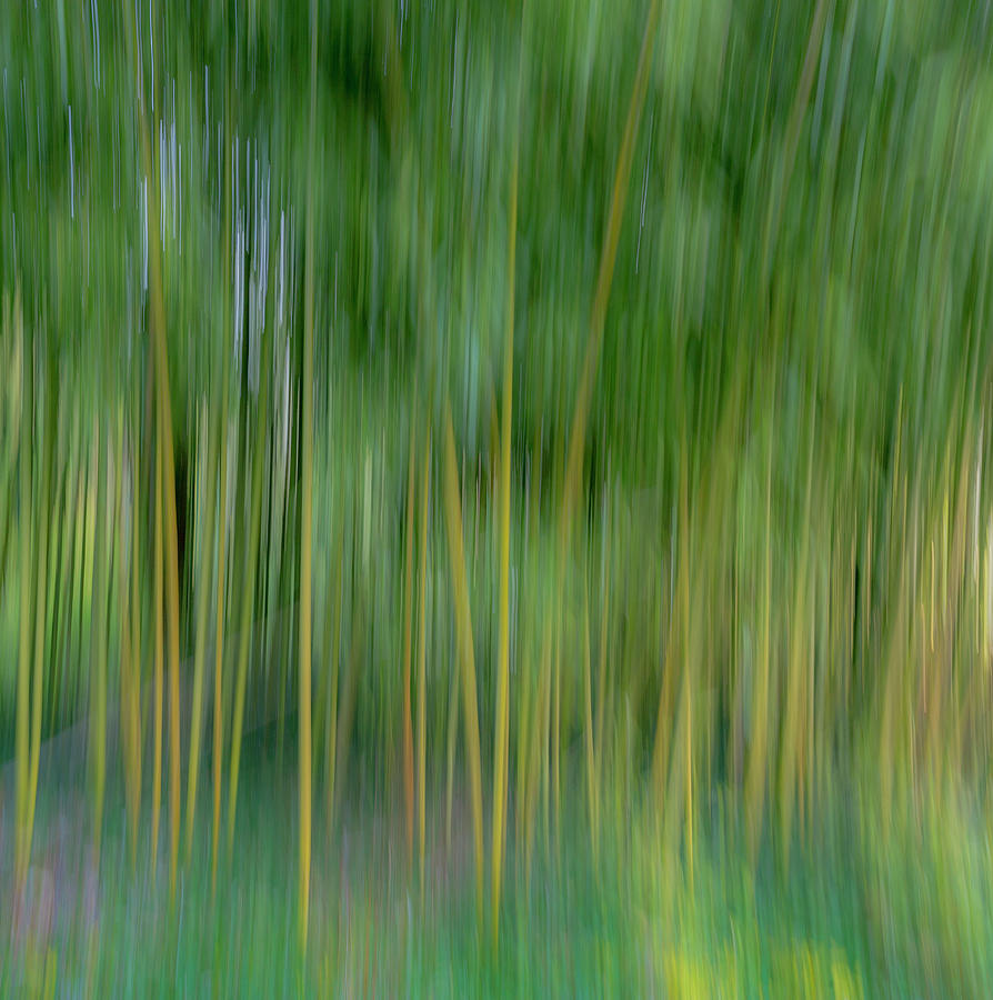 France, Giverny Abstract Of Bamboo #1 Photograph by Jaynes Gallery