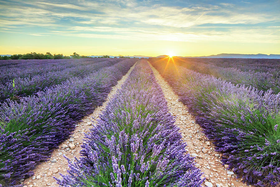 France, Provence-alpes-cote Dazur, Provence, Valensole, Lavender Field At Sunset, Near Valensole #1 Digital Art by Maurizio Rellini