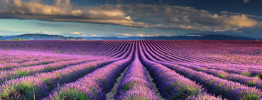 France, Provence-alpes-cote Dazur, Provence, Valensole, Lavender Field Near Valensole #1 Digital Art by Maurizio Rellini