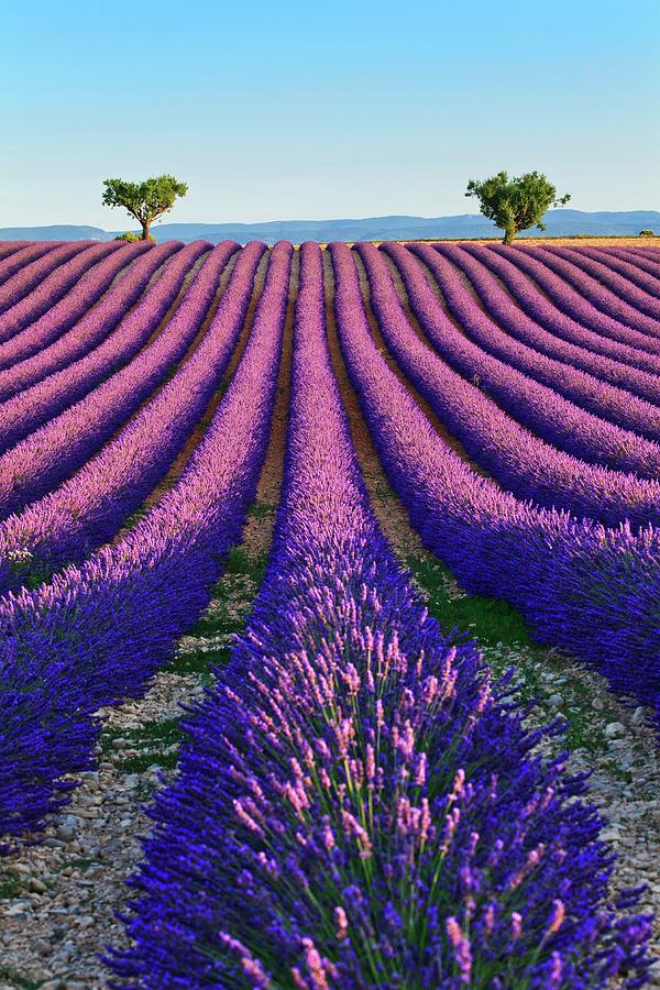 France, Provence-alpes-cote Dazur, Provence, Valensole, Lavender Fields Near Valensole #1 Digital Art by Luigi Vaccarella