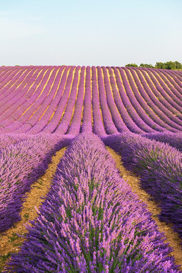 France, Provence-alpes-cote Dazur, Valensole, Lavender Field On The Plateau #1 Digital Art by Jordan Banks
