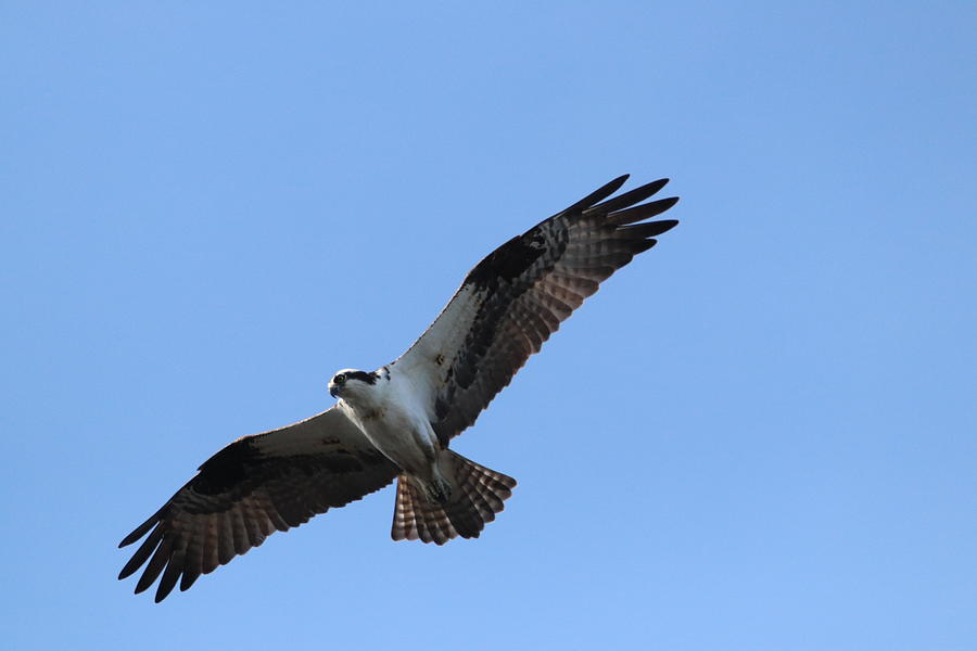 Free Flying Osprey Photograph By Karen Silvestri - Fine Art America