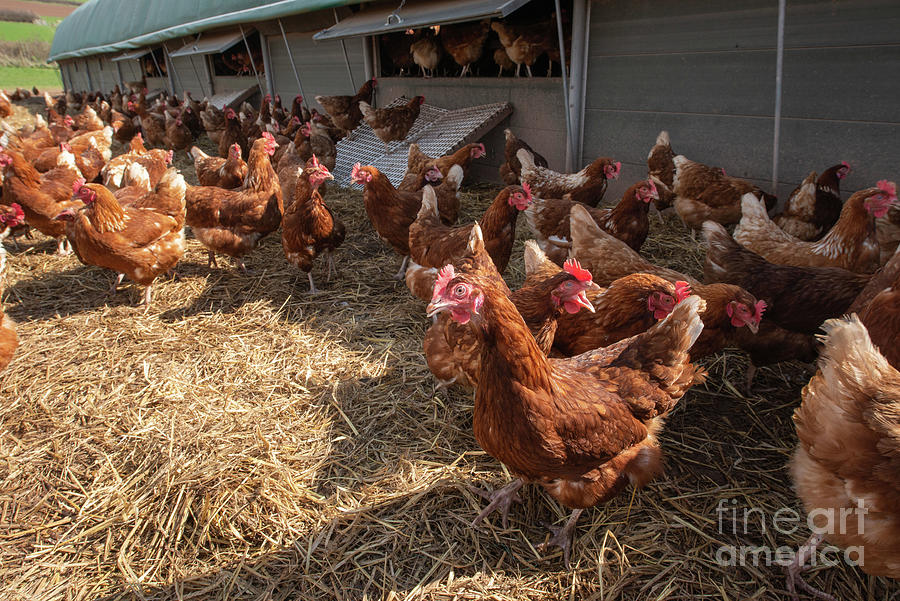 Free Range Chickens #1 Photograph by Andy Davies/science Photo Library