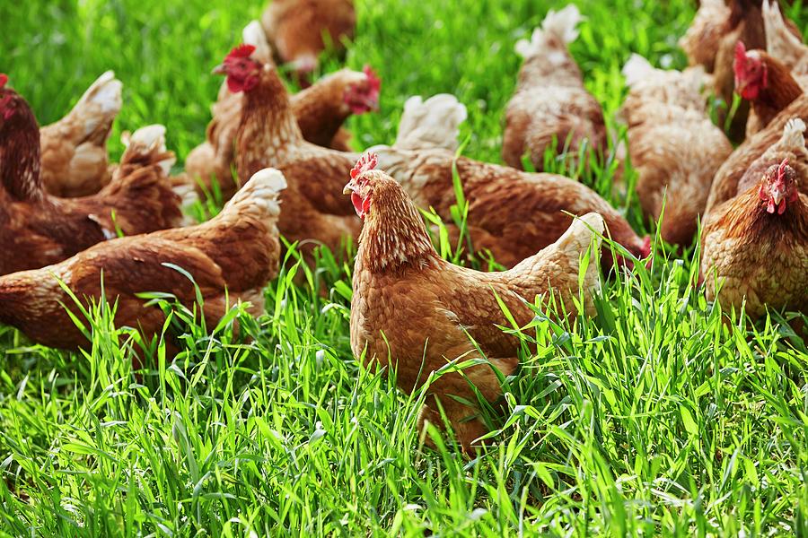 Free-range Organic Chickens #1 Photograph by Herbert Lehmann