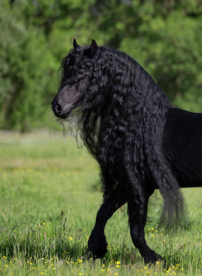 Freisian Horse Stallion With Long Flowing Mane, In Meadow. #1 Photograph by Carol Walker / Naturepl.com Freisian Horse Stallion With Long Flowing Mane, In Meadow. #1 Photograph by Carol Walker / Naturepl.com