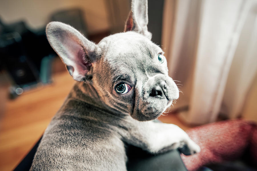 French Bulldog Puppy Looking Back From Owner's Lap, Personal ...