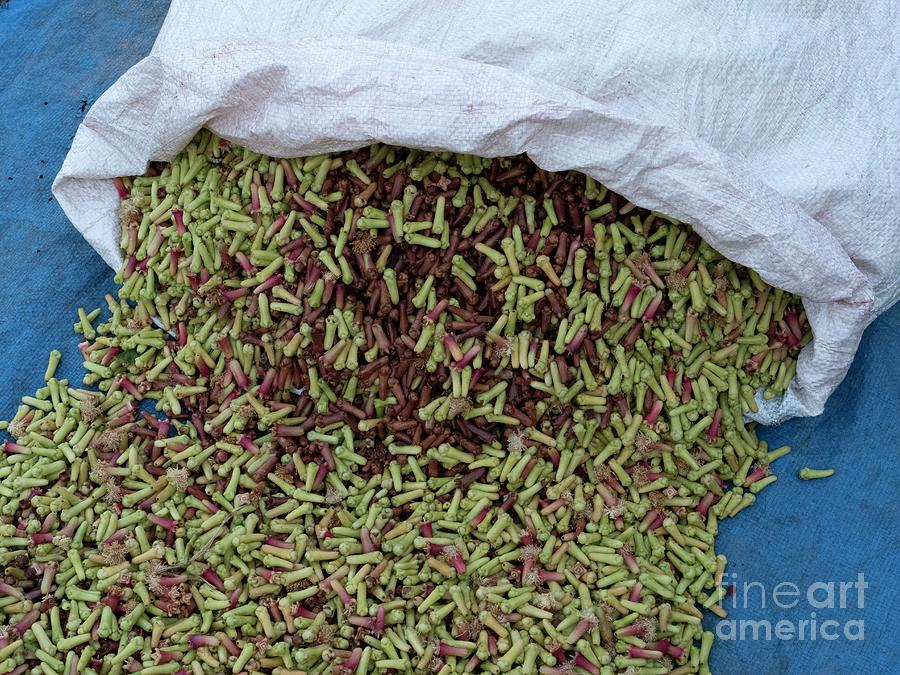 Fresh Cloves #1 Photograph by Sinclair Stammers/science Photo Library