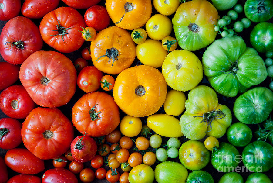 Beauty Photograph - Fresh Heirloom Tomatoes Background by Letterberry Beauty Photograph - Fresh Heirloom Tomatoes Background by Letterberry