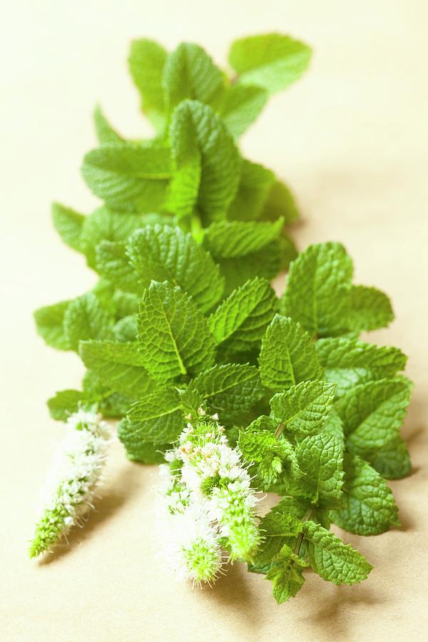Fresh Mint With Flowers #1 Photograph by Hilde Mche