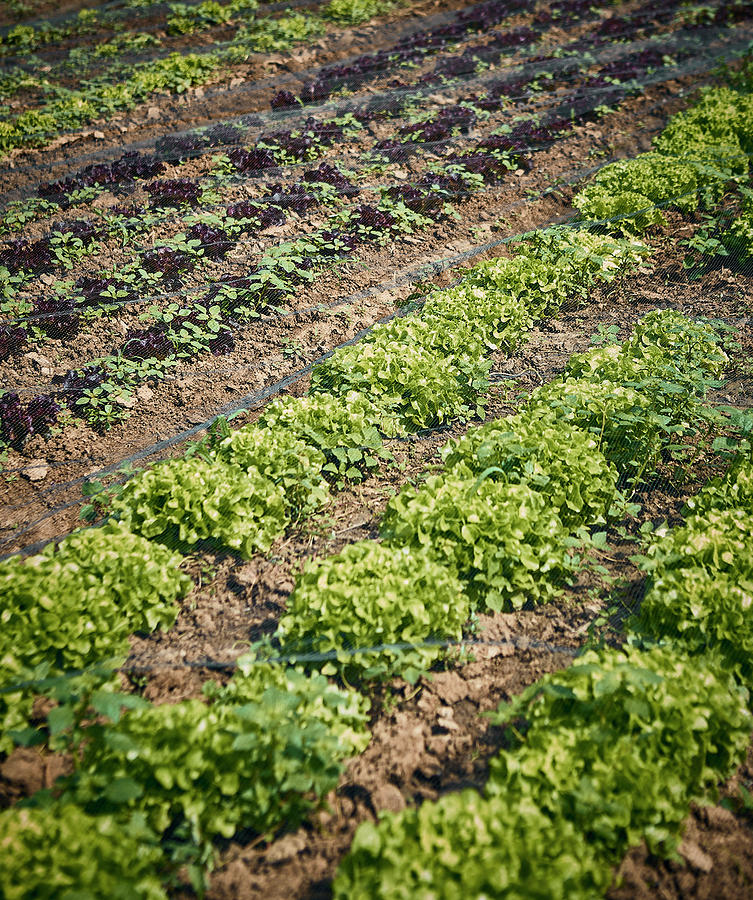 Fresh Oakleaf Lettuce In The Field #1 Photograph by Dominik Paunetto