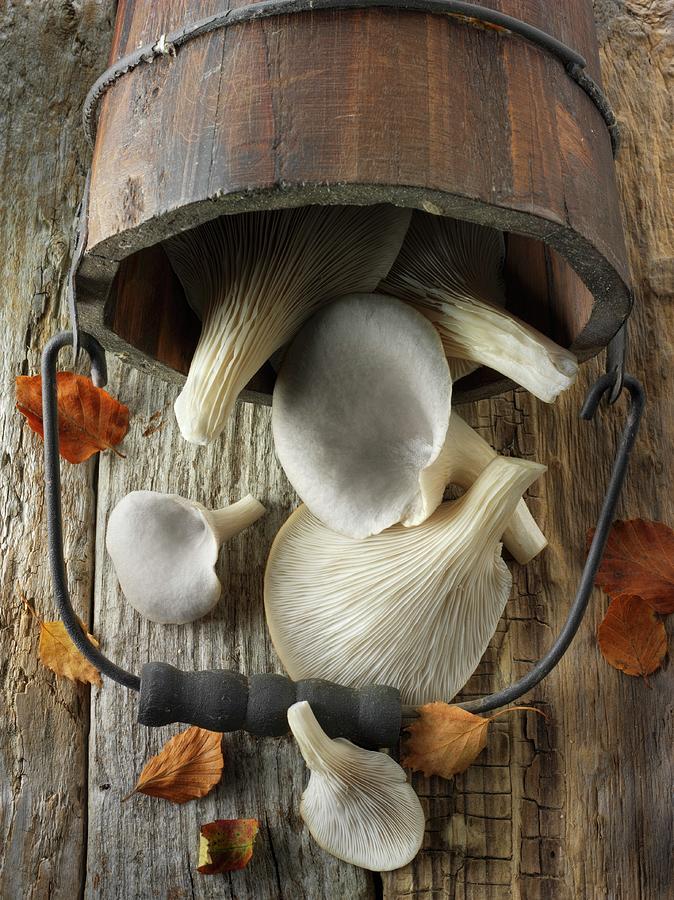 Fresh Picked Edible Grey Oyster Mushrooms pleurotus #1 Photograph by Paul Williams