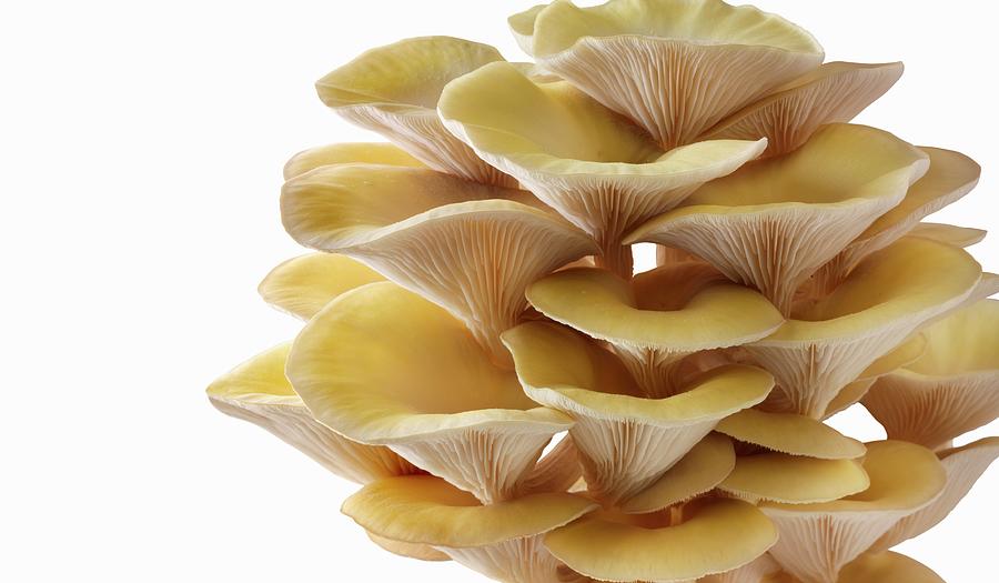 Fresh Picked Edible Yellow Or Golden Oyster Mushrooms pleurotus Citrinopileatus In A Grow Box Against A White Background #1 Photograph by Paul Williams