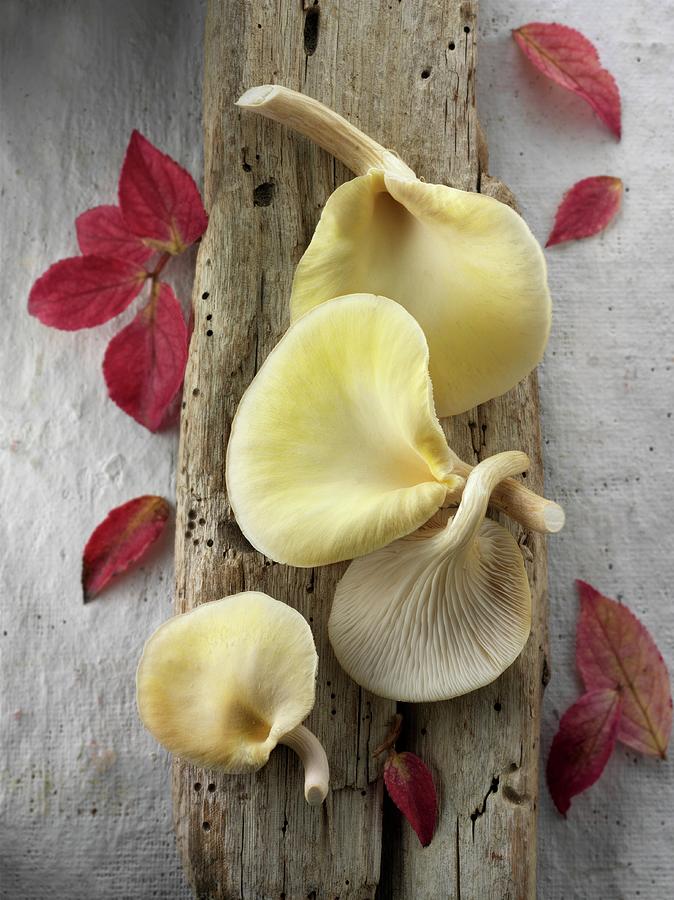 Fresh Picked Edible Yellow Or Golden Oyster Mushrooms pleurotus Citrinopileatus #1 Photograph by Paul Williams