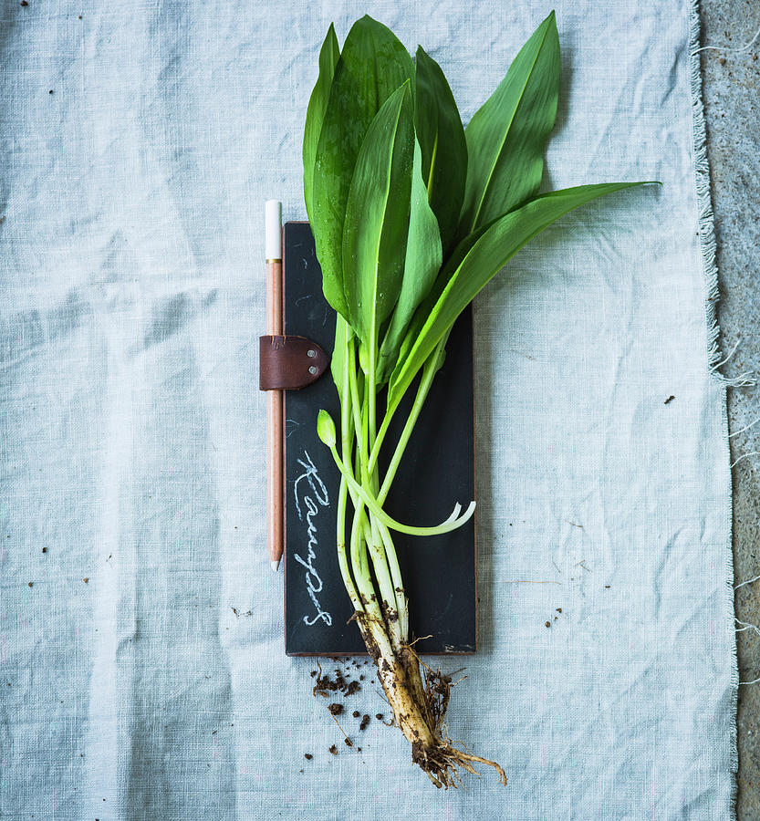 Fresh Wild Garlic Leaves With Roots On A Slate Surface #1 Photograph by Eising Studio