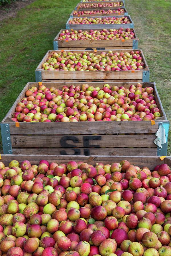 Freshly Picked Cox Apples In Crates In An Orchard england #1 Photograph by Artfeeder