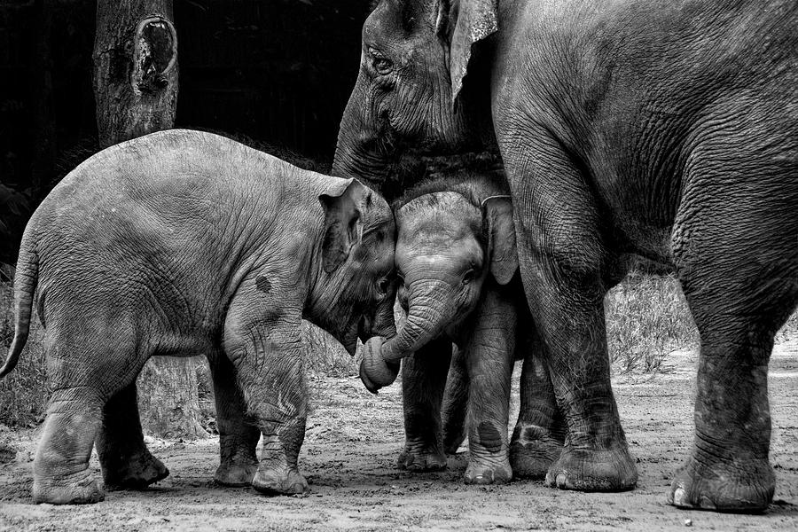 Elephant Photograph - Friends Forever #1 by Ernest Rex