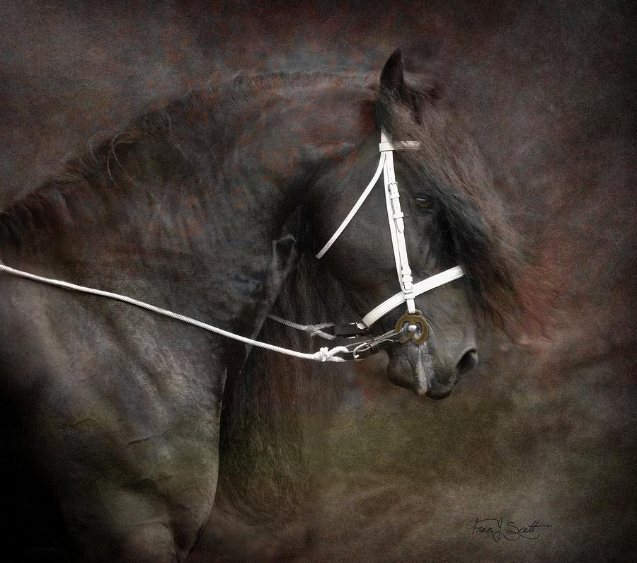Friesian headstudy by Fran J Scott Friesian headstudy by Fran J Scott