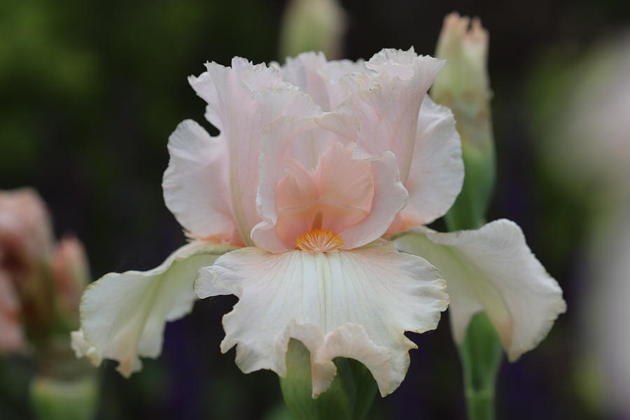 Frilled Peach Iris by TJ Fox Frilled Peach Iris by TJ Fox
