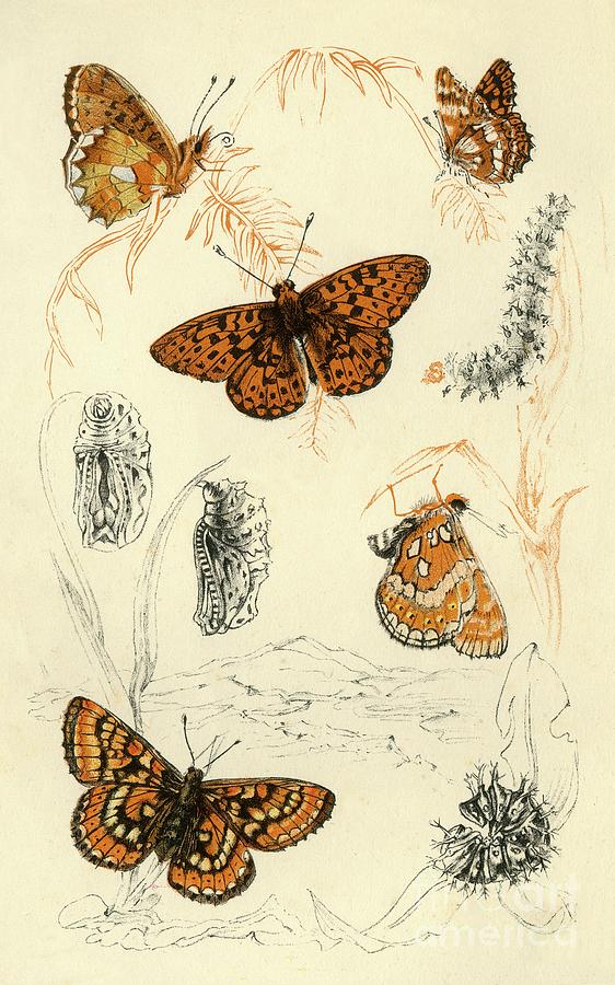 Fritillary Butterflies #1 Drawing by Print Collector