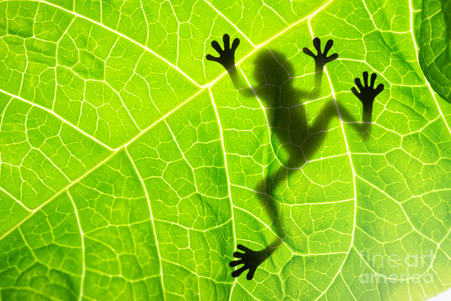 Small Photograph - Frog Shadow On The Leaf by Patryk Kosmider Small Photograph - Frog Shadow On The Leaf by Patryk Kosmider