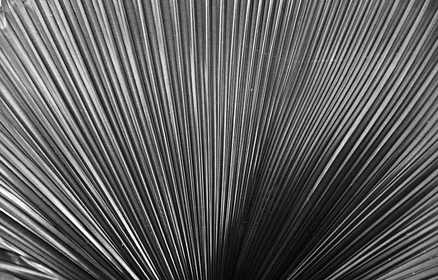 Frond Folds #1 Photograph by Michiale Schneider