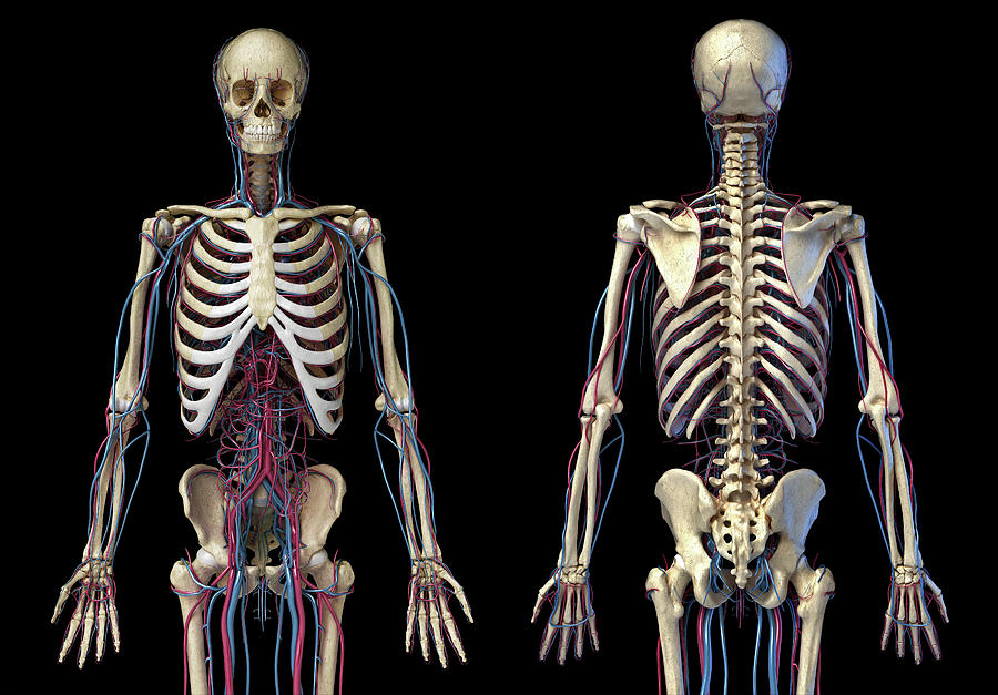 Front And Back View Of Human Skeleton Photograph by Pixelchaos