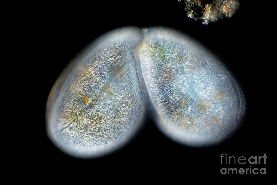 Frontonia Protist #1 Photograph by Frank Fox/science Photo Library