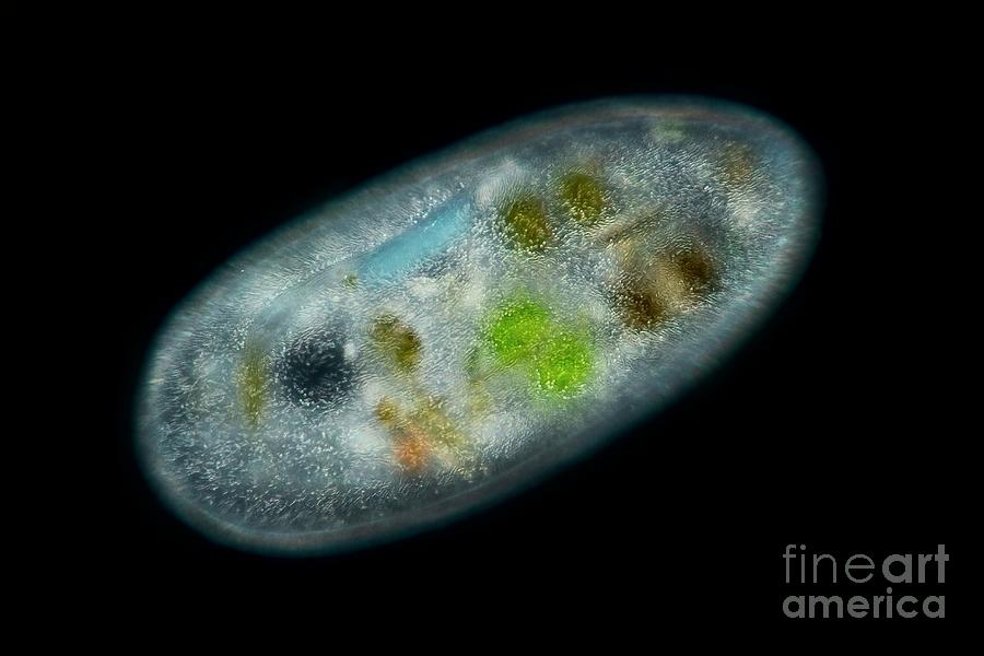 Frontonia Sp. Protist  #1 Photograph by Frank Fox/science Photo Library