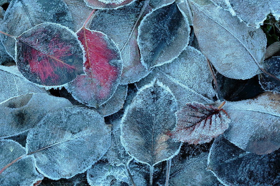 Fall Photograph - Frost Covered Elm And Pear Tree Tree Leaves, Sierra De #1 by Andres M. Dominguez / Naturepl.com