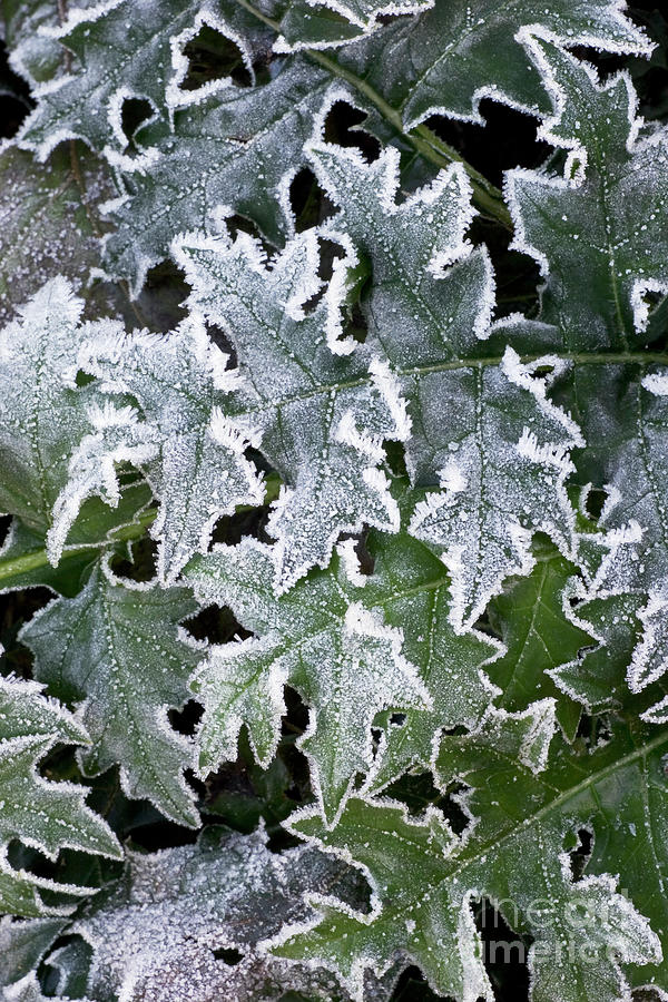 Frost On Leaves #1 Photograph by Science Photo Library Frost On Leaves #1 Photograph by Science Photo Library