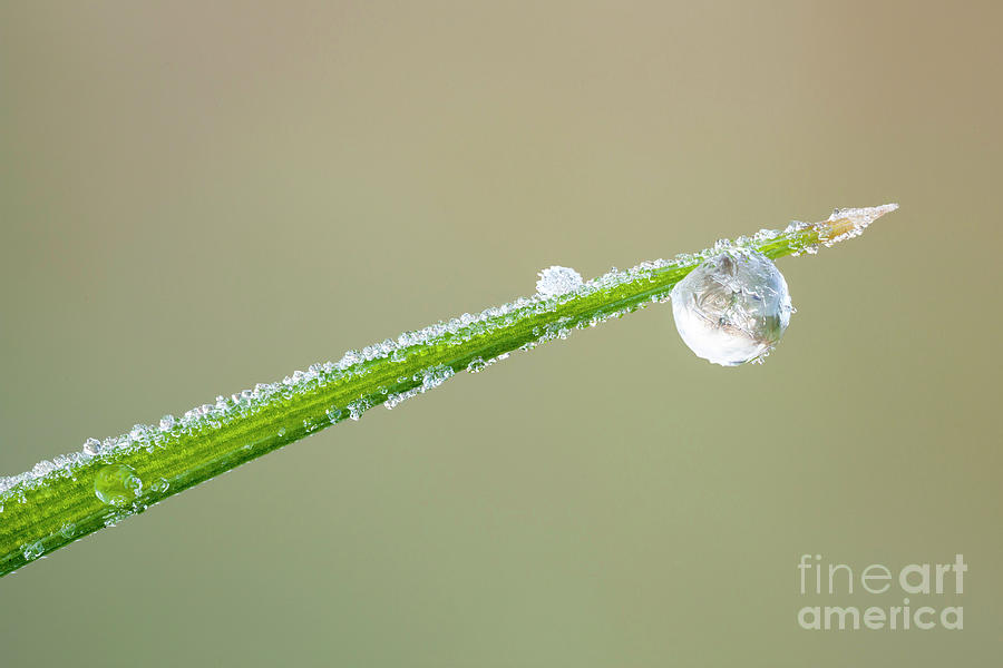 Frozen Dew Drop Photograph by Ozgur Kerem Bulur/science Photo Library ...