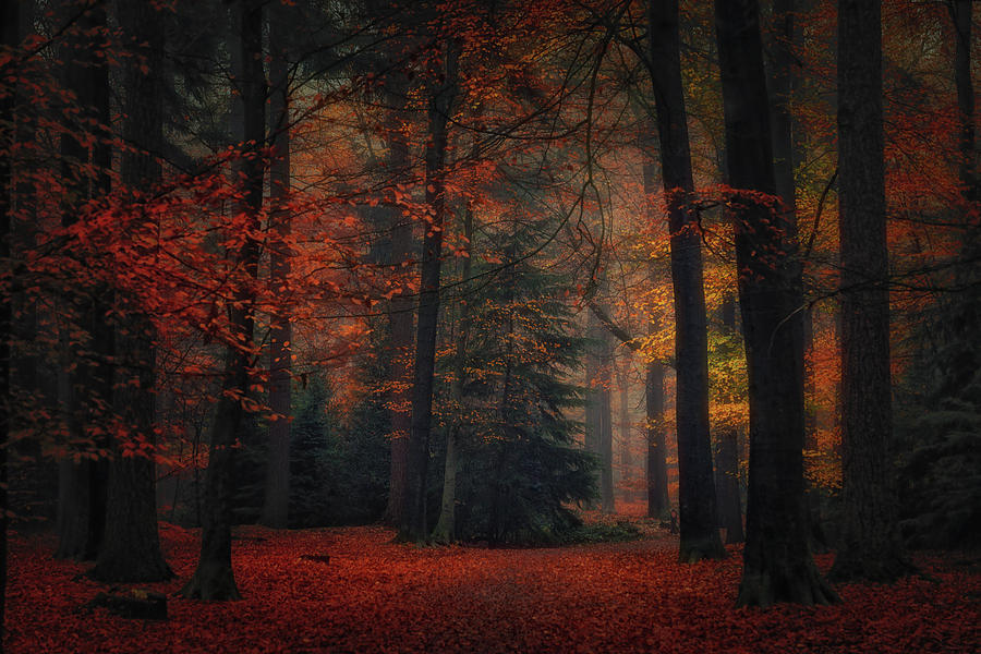 Tree Photograph - Frozen In Autumn #1 by Saskia Dingemans