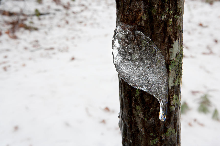 Frozen Leaf-shaped Icicle - Brevard #1 Photograph by Bill Gozansky
