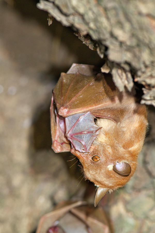 Wildlife Photograph - Fruit Bat And New Pup #1 by Ivan Kuzmin