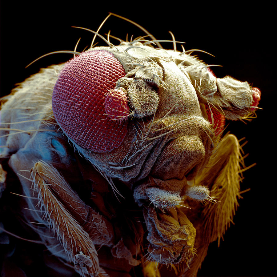 Fruit Fly Drosophila Melanogaster #1 Photograph by Meckes/ottawa