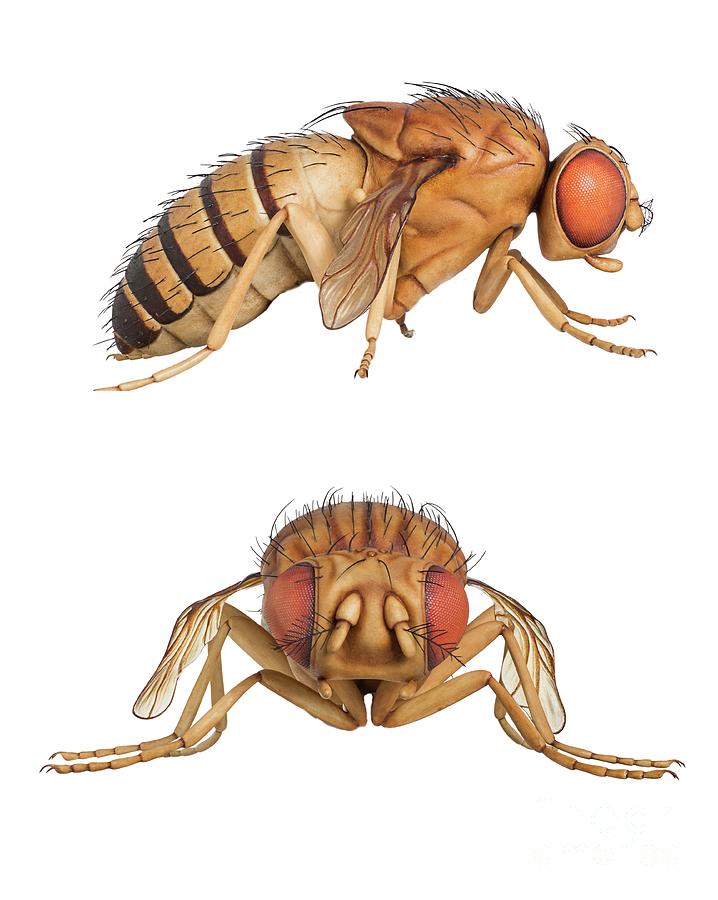 Wildlife Photograph - Fruit Fly Wax Model #1 by Natural History Museum, London/science Photo Library