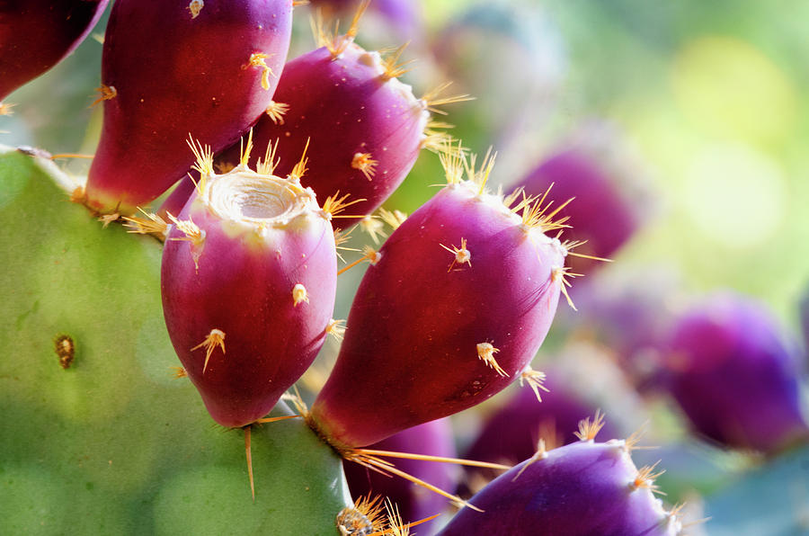 Fruit Of The Prickly Pear  #1 Photograph by Saija Lehtonen