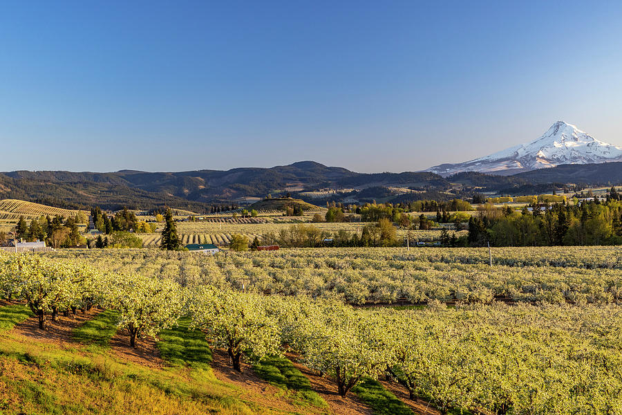 Spring Photograph - Fruit Orchards In Full Bloom With Mount #1 by Chuck Haney