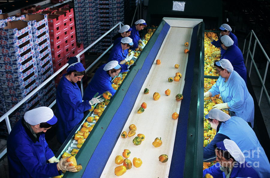 Fruit Packing Factory #1 Photograph by Science Photo Library Fruit Packing Factory #1 Photograph by Science Photo Library