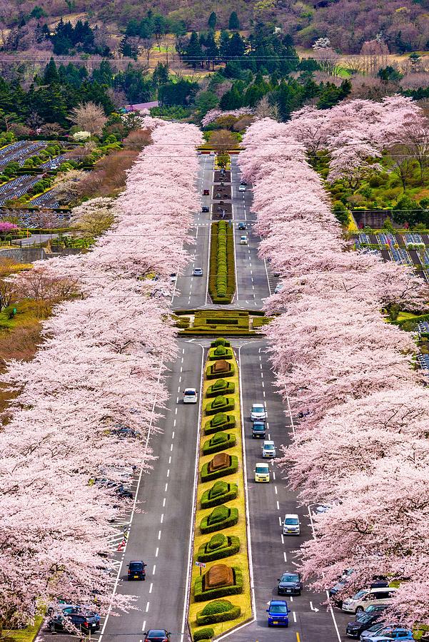 Fuji Reien Cemetery, Shizuoka, Japan Photograph by Sean Pavone - Fine ...